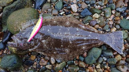 サーフゲームでヒラメ