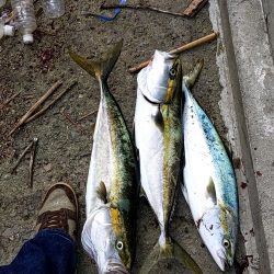 誰でも釣れる〜メジロ祭