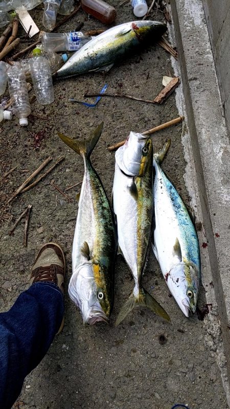 誰でも釣れる〜メジロ祭