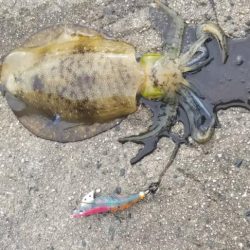 一気に寒さが、強くなりました。