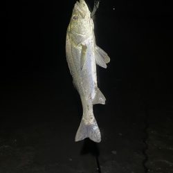 久々の橋脚明暗