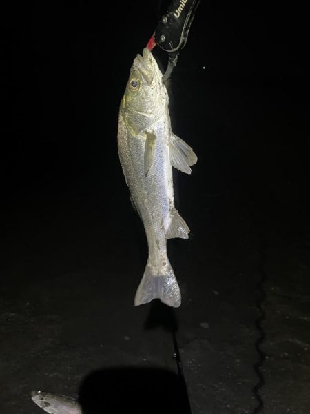 久々の橋脚明暗