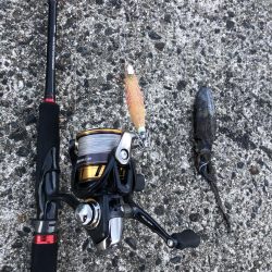 アオリイカエギング　価値ある1杯