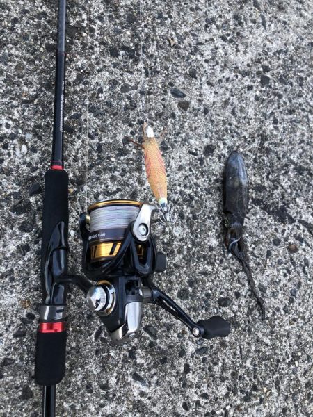 アオリイカエギング　価値ある1杯