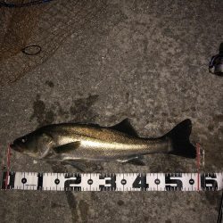 寒い　朝マズメ