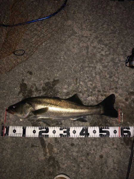 寒い　朝マズメ