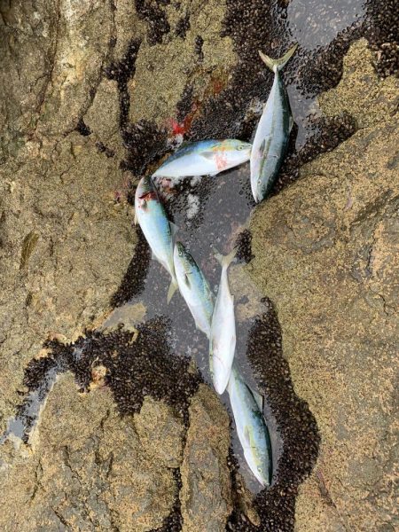 ブリ　多数　トライデント150(シンキングミノー)