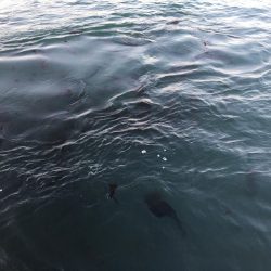 激濁りの夕まずめ