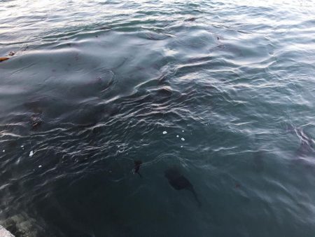 激濁りの夕まずめ