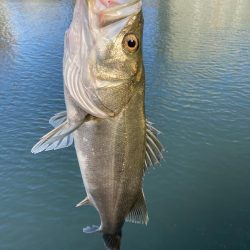 シーバスデイゲーム