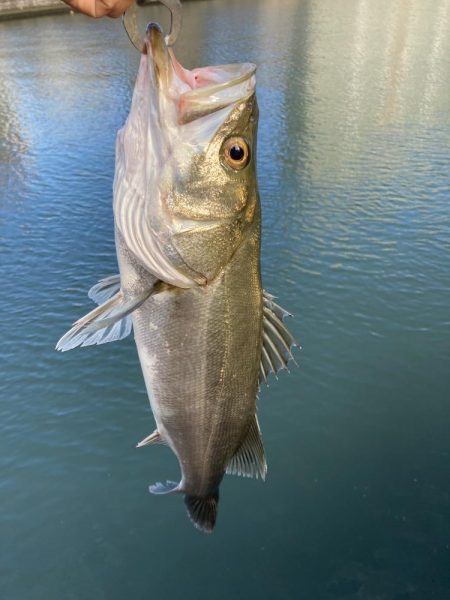 シーバスデイゲーム