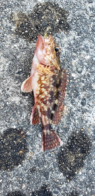 泉南行ってきました