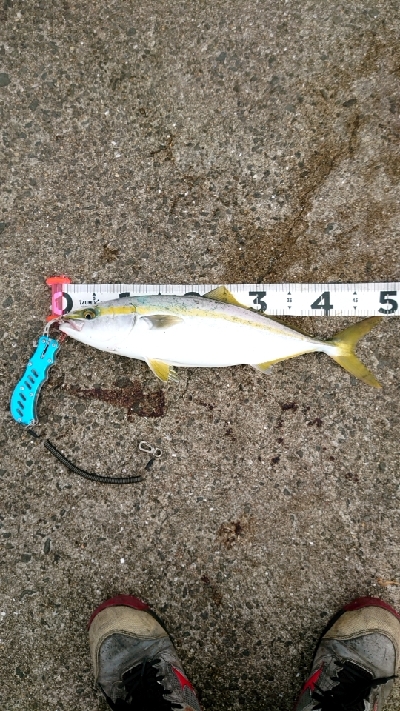 1ヶ月ぶりの青物