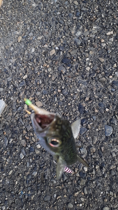 小アジ中アジがポツポツと安定の鯖