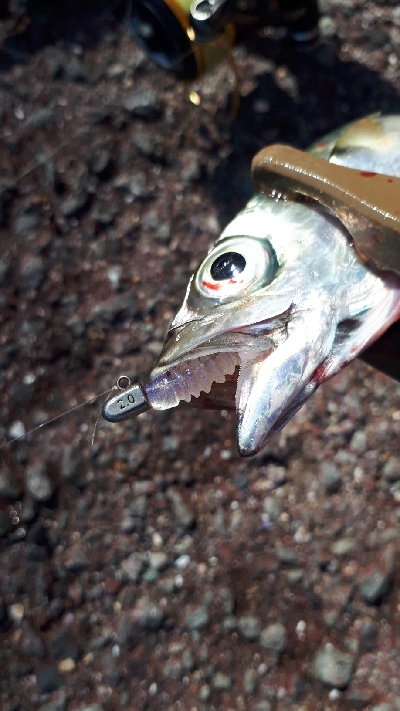 アジを求めて・・・サバ!