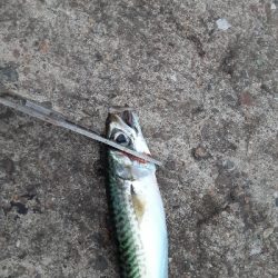 久々の釣果もサバのみ