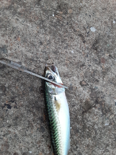 久々の釣果もサバのみ