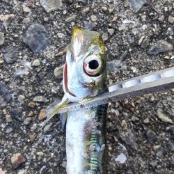 湾奥サバ&ウルメイワシ