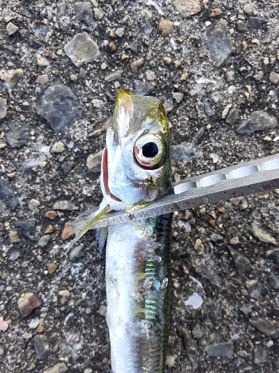 湾奥サバ&ウルメイワシ