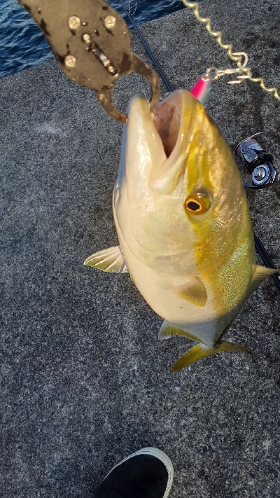 やっとメジッた！