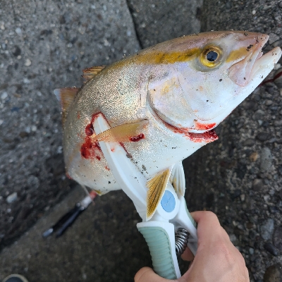 バラシばっかり