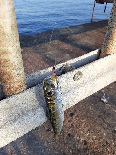 泉大津エリア調査