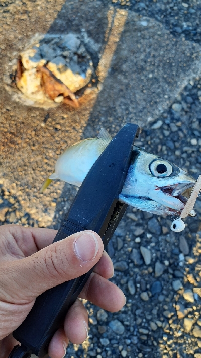 根魚回復傾向かな?