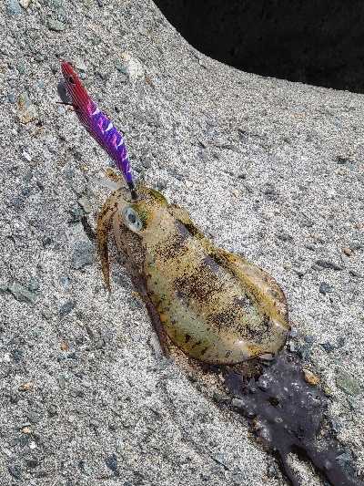 貝塚でエギング！