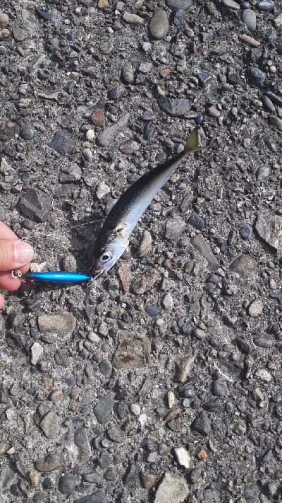 鳥山すごいんですが…