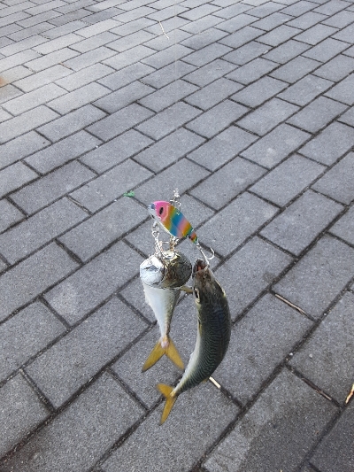 久しぶりの強い引き