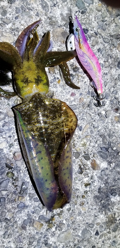 和歌山市内から由良までランガン