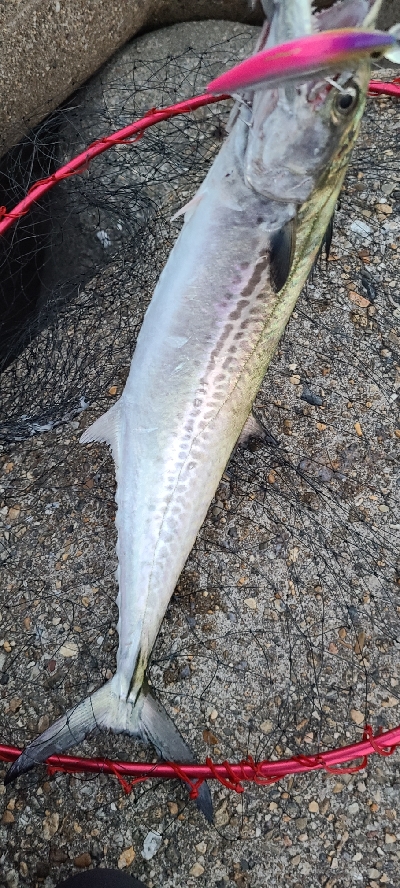 久しぶりのショアジギ