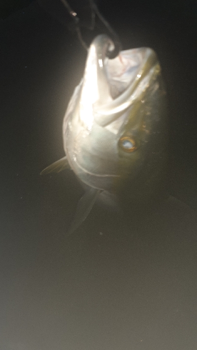 ハマチ~メジロたま~にサワラ