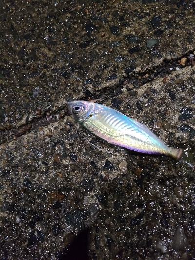 ナイトアジング