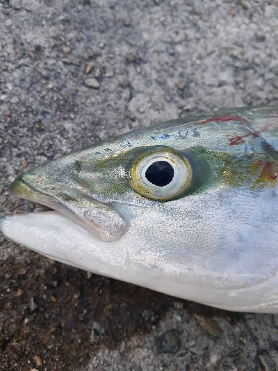 爆風の中なんとか