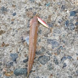 いつもと同じように