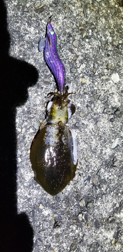 湯浅スタートで由良までランガン