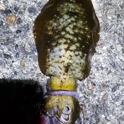 難しいエギングの日でした。