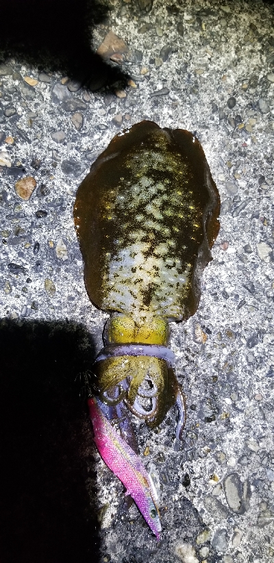 難しいエギングの日でした。