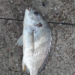 またメタルバイブでキビレ