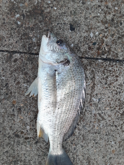 またメタルバイブでキビレ