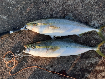初の青物複数打数