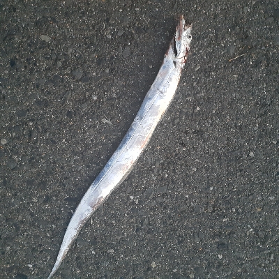 太刀魚好調です。