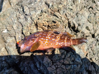 初サゴシとロッドの入魂