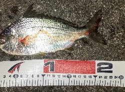 今日はゴンズイでした