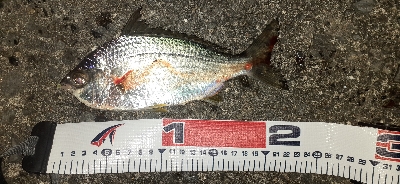 今日はゴンズイでした