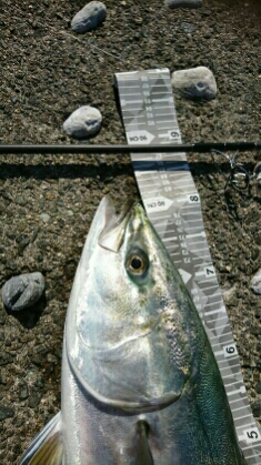 遂に悲願の鰤捕ったぞ>゜)))彡