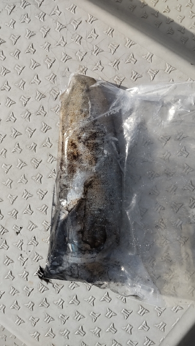 ボートエギング