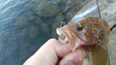 【緊急事態宣言終了】久しぶりの釣行