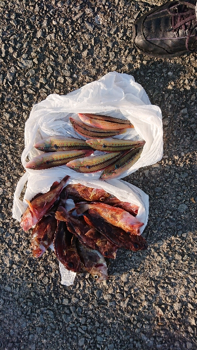 コフダイ釣りと五目釣り